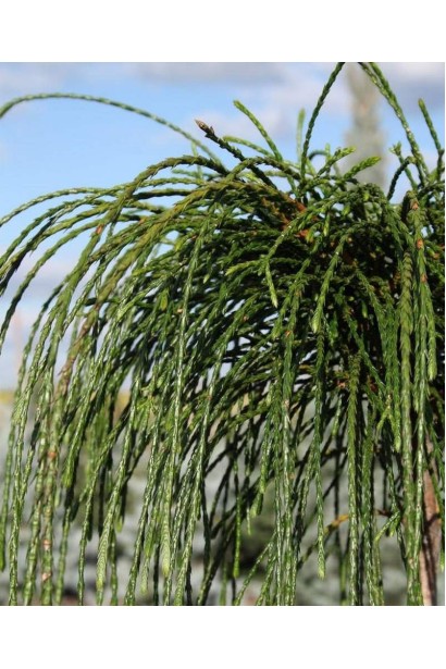 Туя складчаста Віпкорд